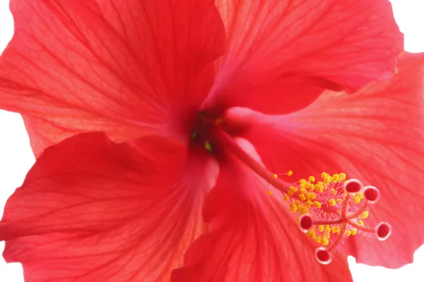 Hermoso hibisco rojo — Foto de Stock
