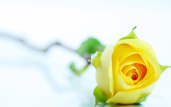Rosa singola gialla su bianco. — Foto Stock