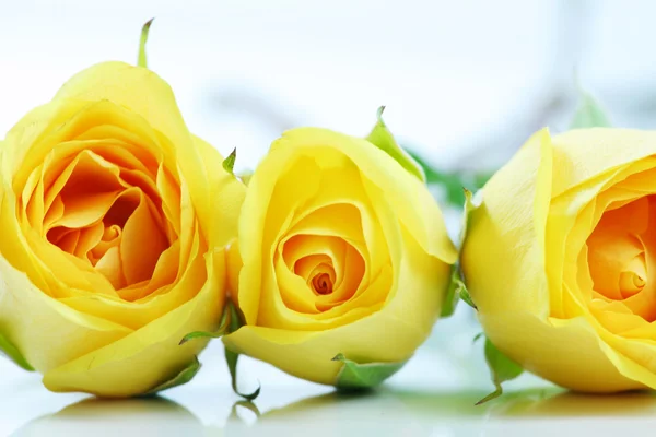 Три красивые желтые розы, выстроенные рядом с каждым — стоковое фото