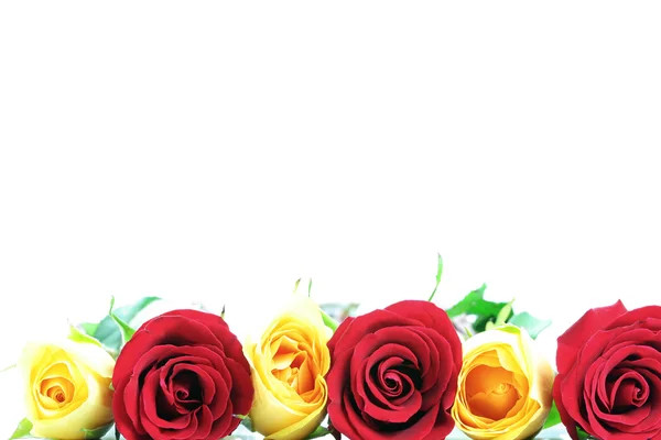 Drie rode en drie gele rozen. — Stockfoto