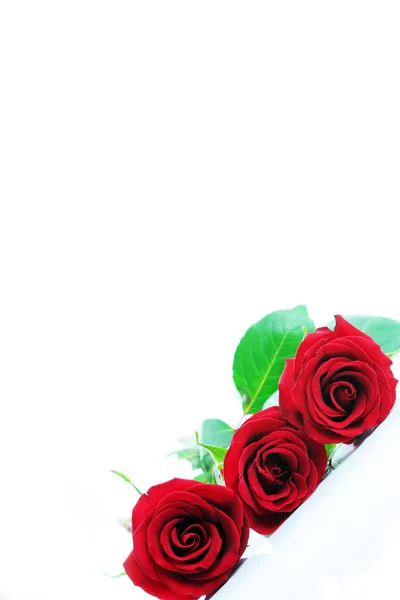 Three red roses isolated on white. Angled — Stock Photo, Image