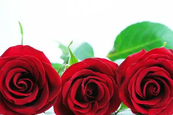 Tre rose rosse isolate su bianco. — Foto Stock