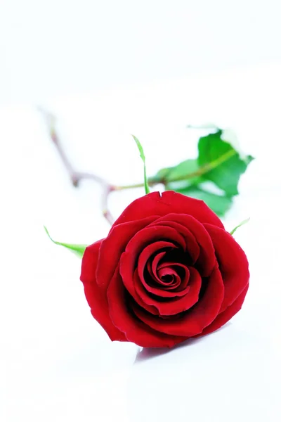 Één rode roos geïsoleerd op wit. — Stockfoto