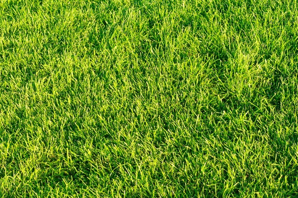 stock image Green grassy lawn