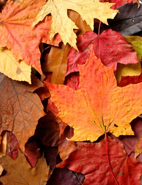 stock image Pile of beautiful colorful autumn leaves ;