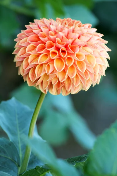 Ідеально сформована квітка персикового кольору далії в саду ; — стокове фото