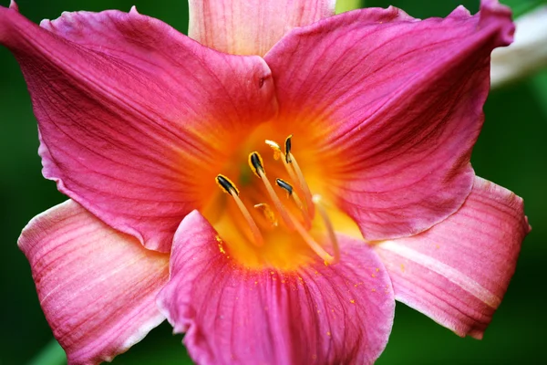 Lys asiatique rose — Photo