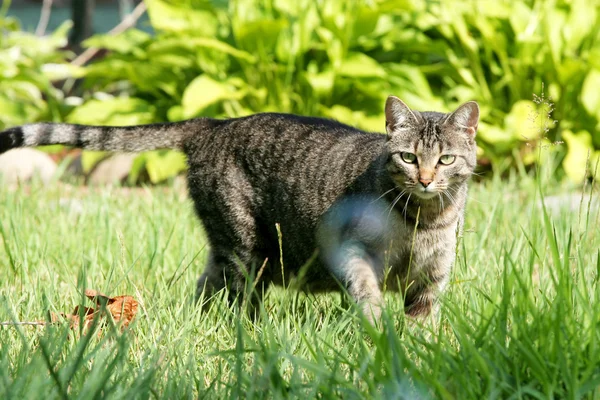 stock image Gray tabby cat