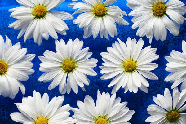 Margaridas brancas em vidro azul — Fotografia de Stock
