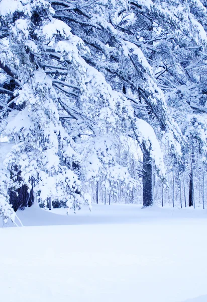 stock image Winter wonderland