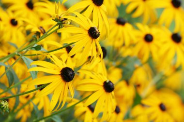 Echinacea paradoxa, sarı coneflowers