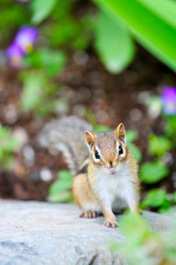 Adorable little chipmunk clipart