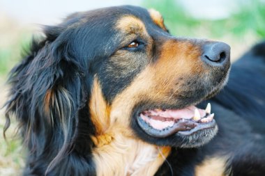 bernise dağ köpek