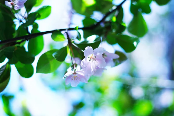 Plommon, körsbär blommar — Stockfoto