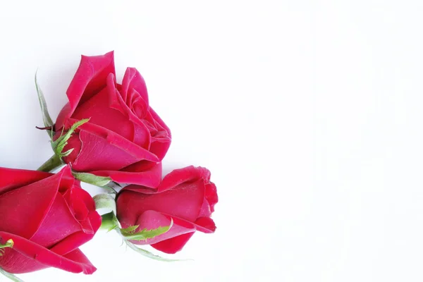 在白色纸上的三个红玫瑰 — 图库照片