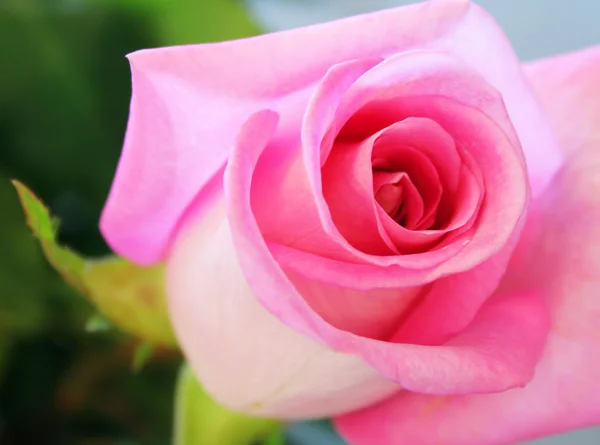 柔和的粉红色玫瑰 — 图库照片