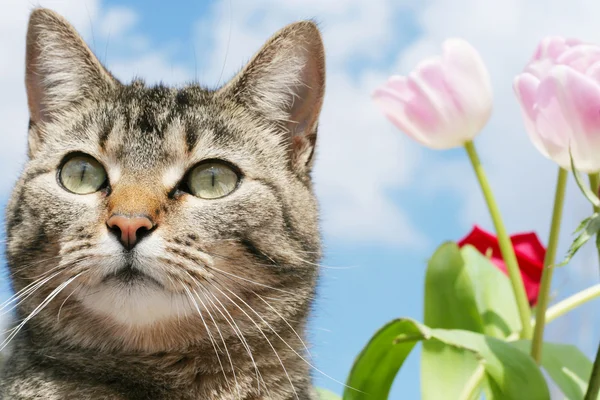 stock image Gray tabby cat in garden