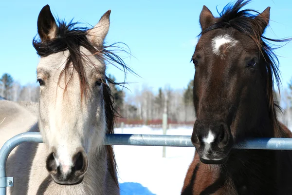 Prieteni de cai atârnă afară — Fotografie, imagine de stoc