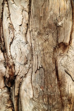Texture of old tree clipart
