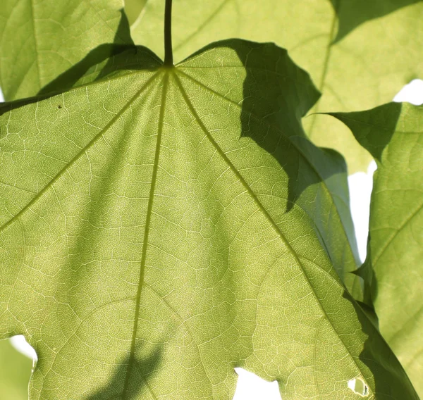 Folhas verdes (fundo ) — Fotografia de Stock