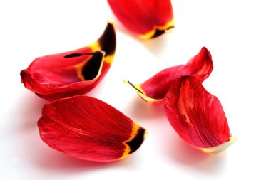 Bright red petals clipart