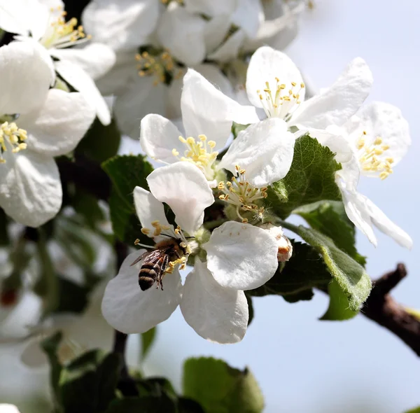 stock image Bees work