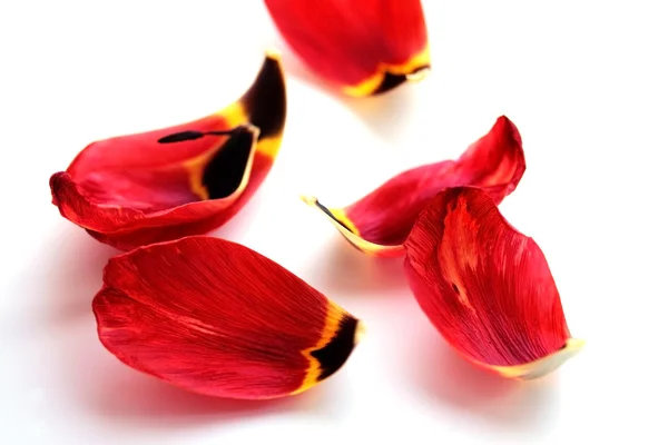 stock image Bright red petals