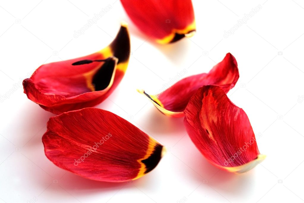 Bright red petals