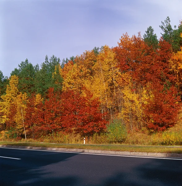 Fall trees - center. — Stock Photo, Image