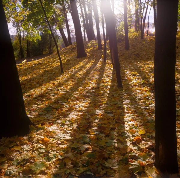 Le vernici dell'autunno . — Foto Stock