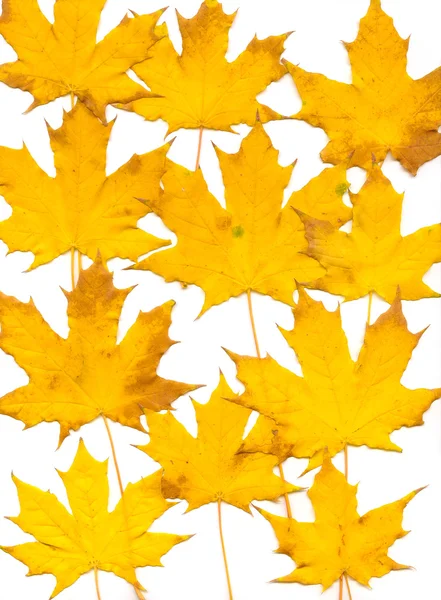 秋天树叶背景。白色. — 图库照片#