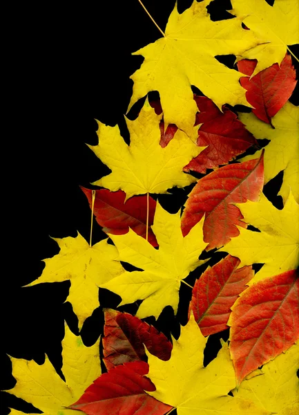 Autumn leaf background. Black. — ストック写真