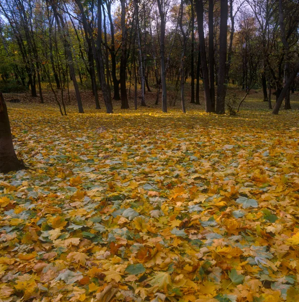 The paints of autumn. — Stock Photo, Image
