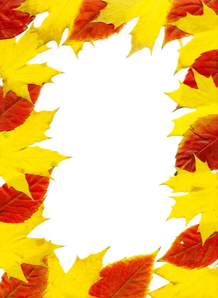Podzimní listí rám. bílé pozadí. — Stock fotografie