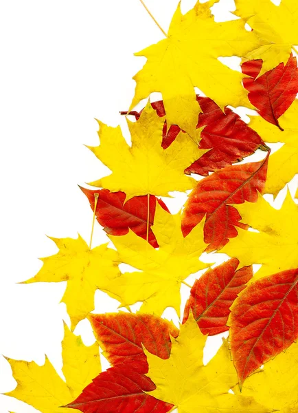 秋天树叶背景。白色. — 图库照片