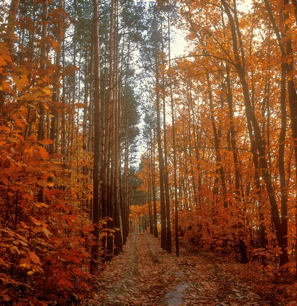 Fall trees. — Stock Photo, Image