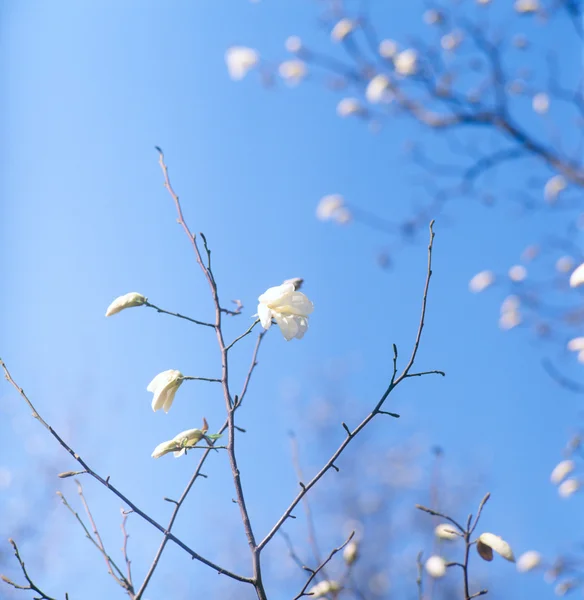 White Magnolia In Bloom. — Stock Photo, Image