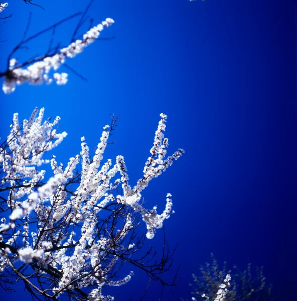 Blossoms against clear blue sky. — Stock Photo, Image
