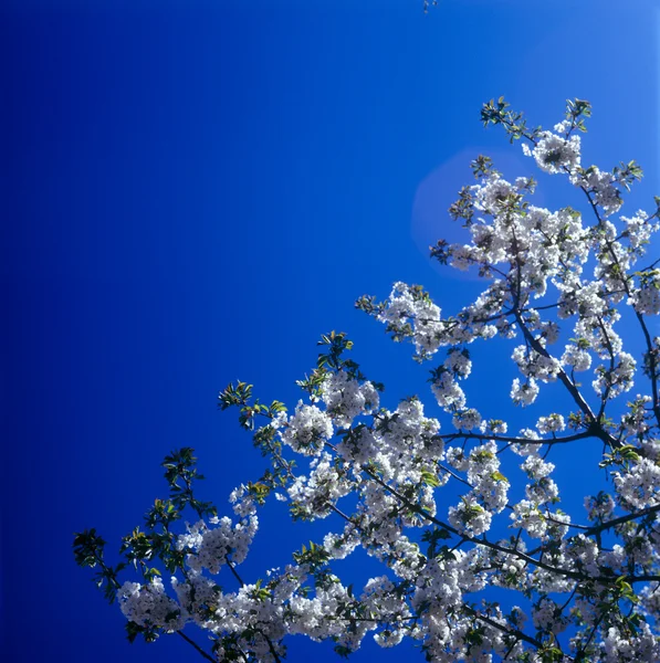 stock image Blossoms against clear blue sky.