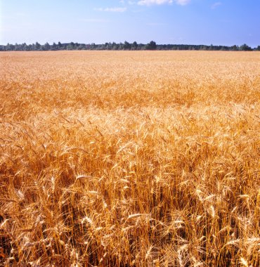 Grain field. clipart