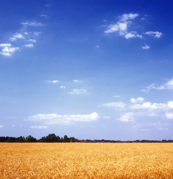 Grain field. — Stock Photo, Image