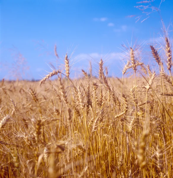Campo de grano . — Foto de Stock