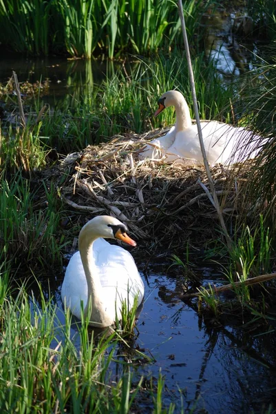 stock image Swan