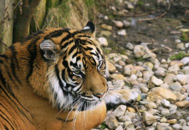 Sumatra Tiger / Panthera tigris sumatra clipart