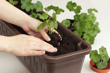 Replanting of Geranium seedlings clipart