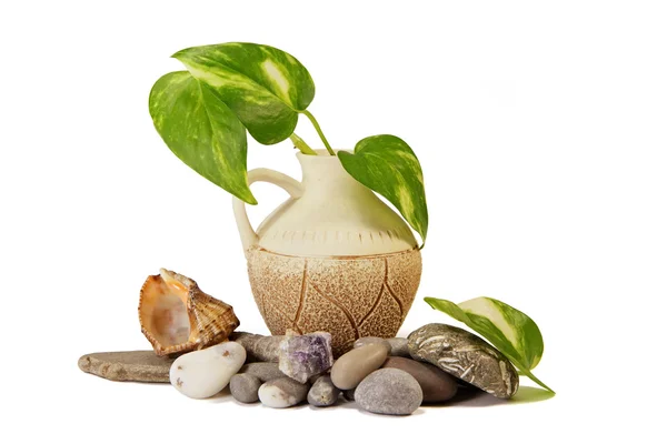 Antique jug, stones and cockleshell — Stock Photo, Image