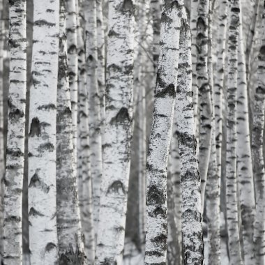 Birch Tree Forest Large Background clipart