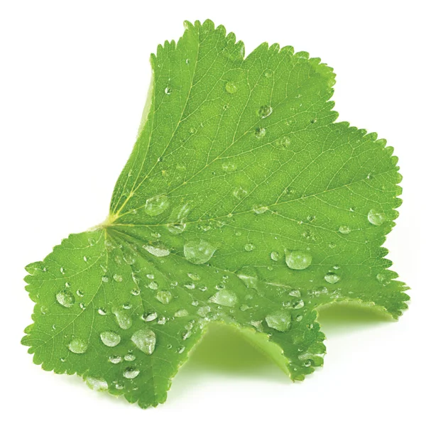 Abstract isolated leaf closeup with raindrops — Stock Photo, Image