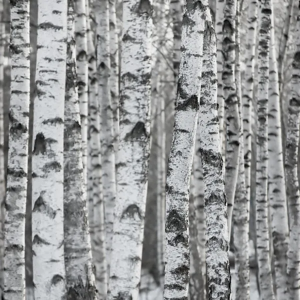Bříza strom lesní velké pozadí — Stock fotografie