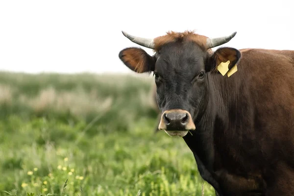 牛盯着相机 — 图库照片